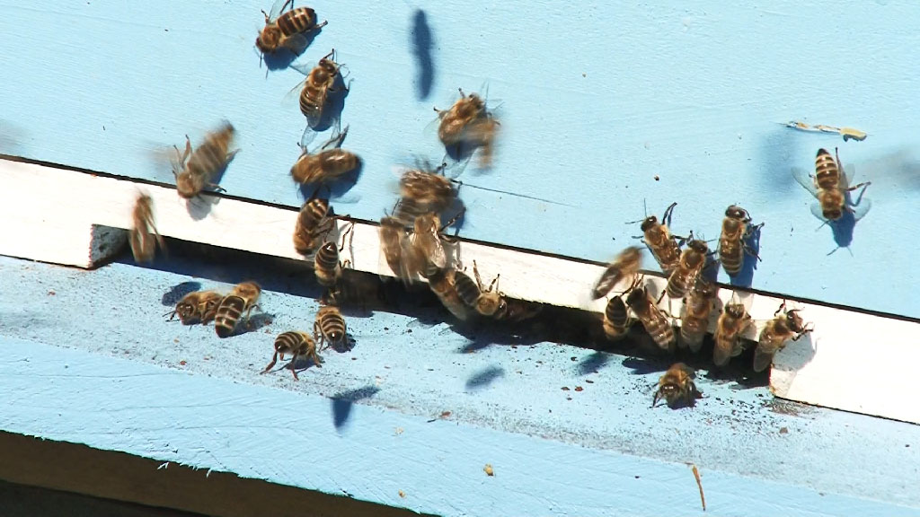 Foto: PrtScr - Televizija Valjevo Plus