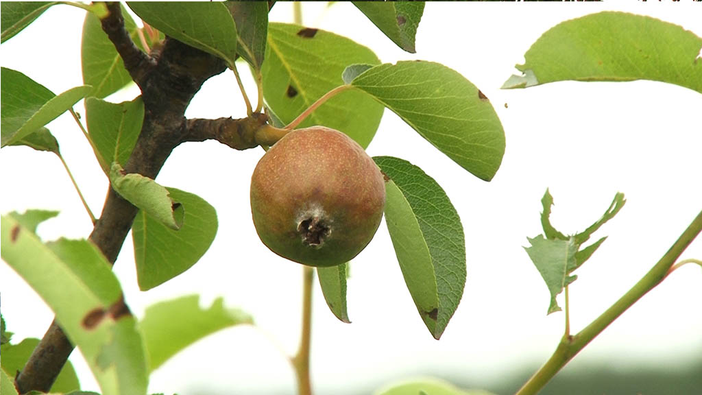 Foto: PrtScr Televizija Valjevo Plus