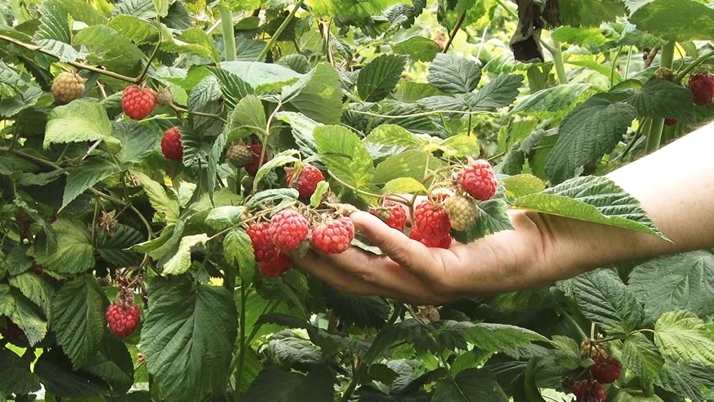 Foto: PrtScr Televizija Valjevo Plus