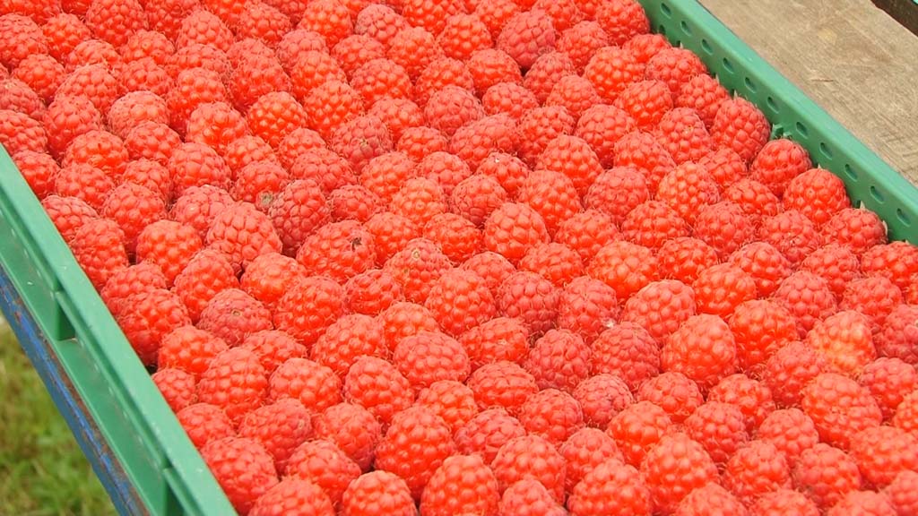 Foto: PrtScr Televizija Valjevo Plus