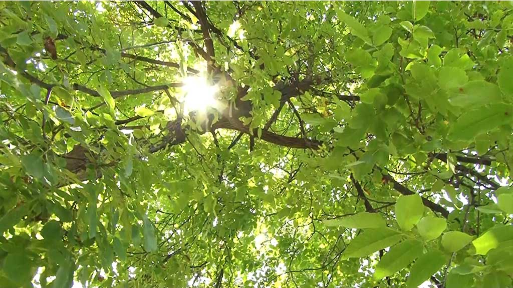 Foto: PrtScr Televizija Valjevo Plus