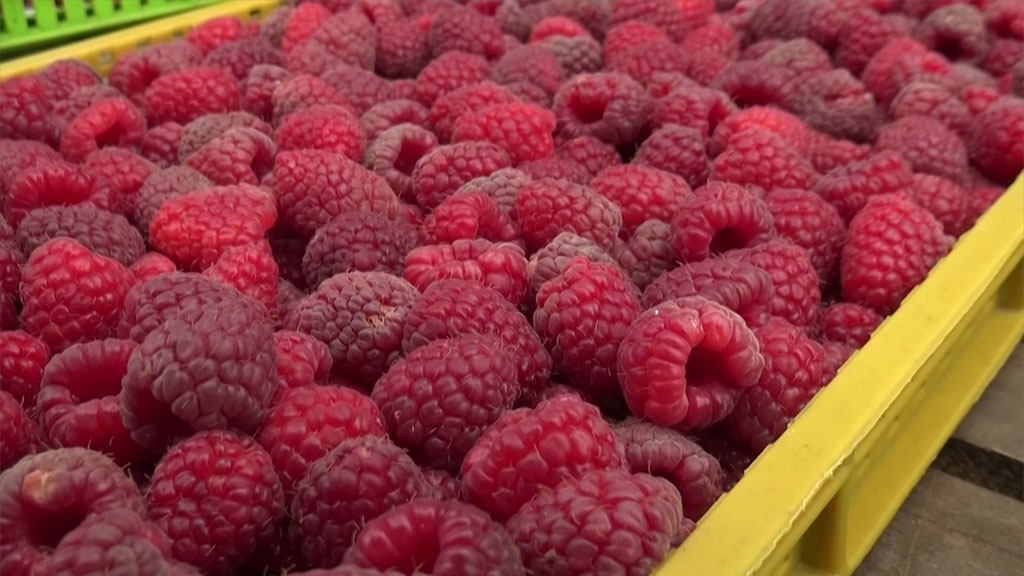 Foto: PrtScr Televizija Valjevo Plus